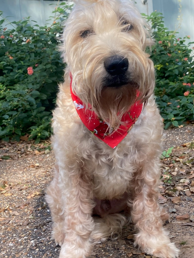 Christmas, Holiday Heart-Stealer" Reversible Bandana