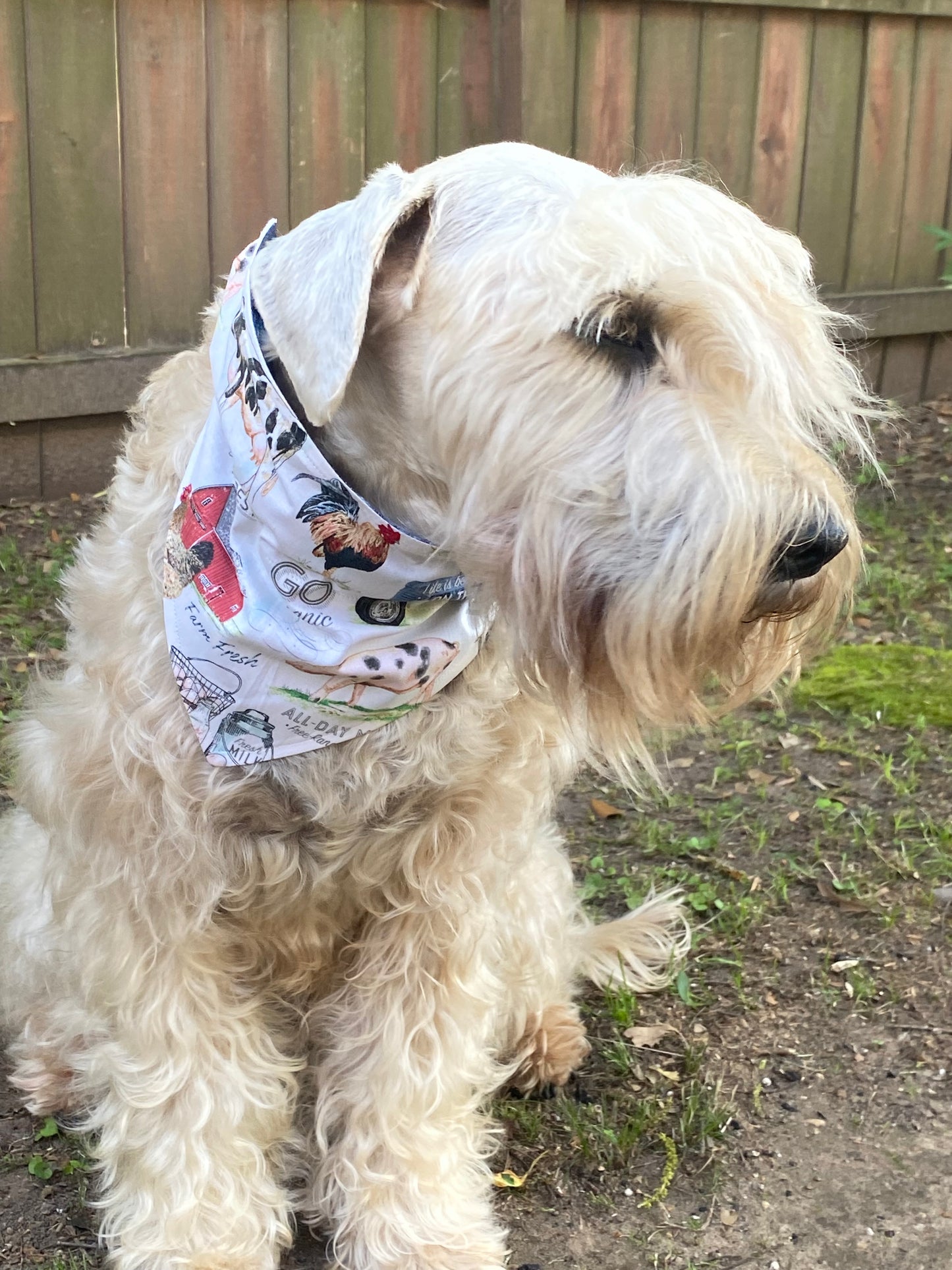 Whimsy's Farm Fresh, Reversible Bandana