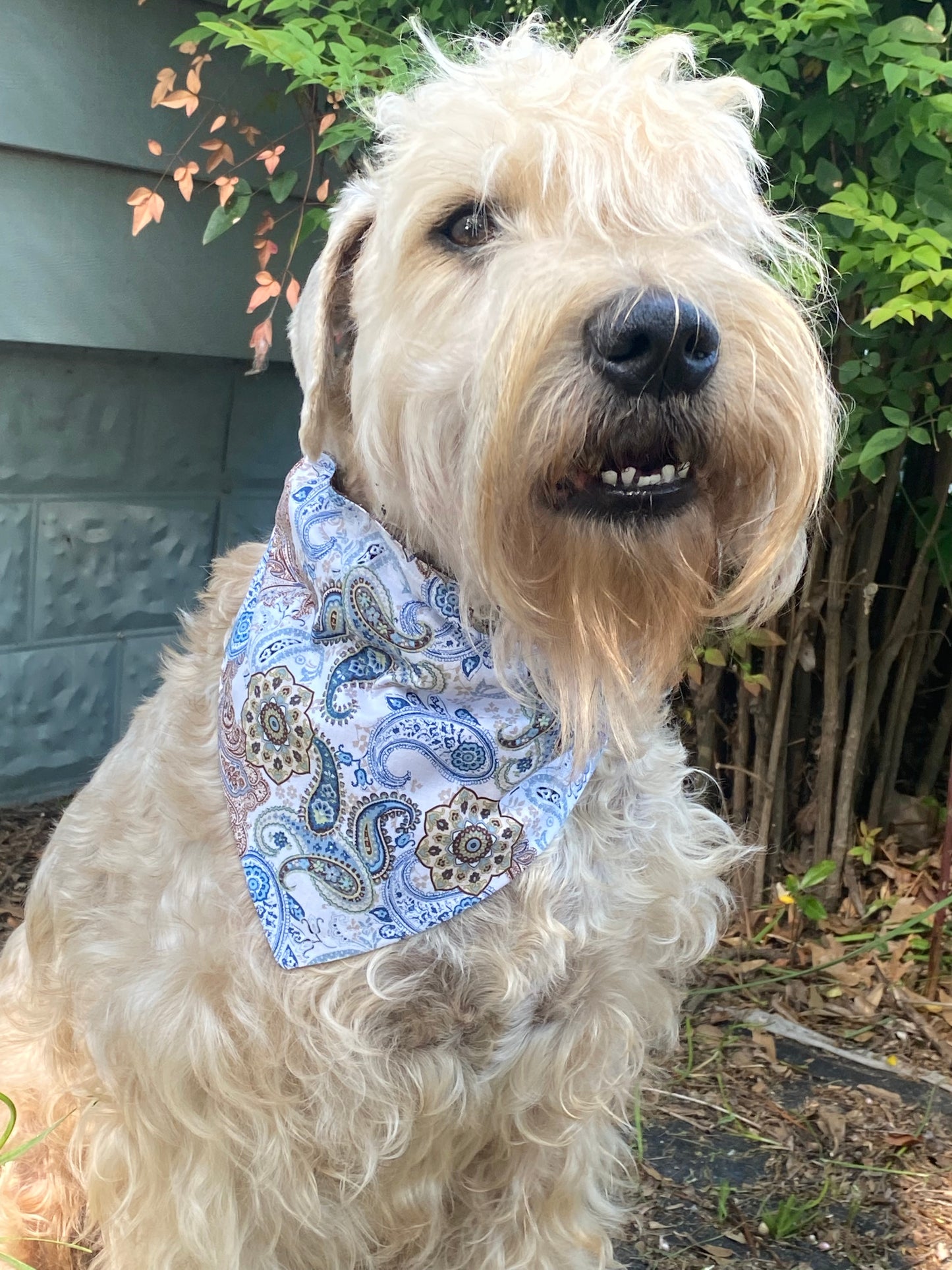 Whimsy's Classic Charm Paisley, Reversible Bandana