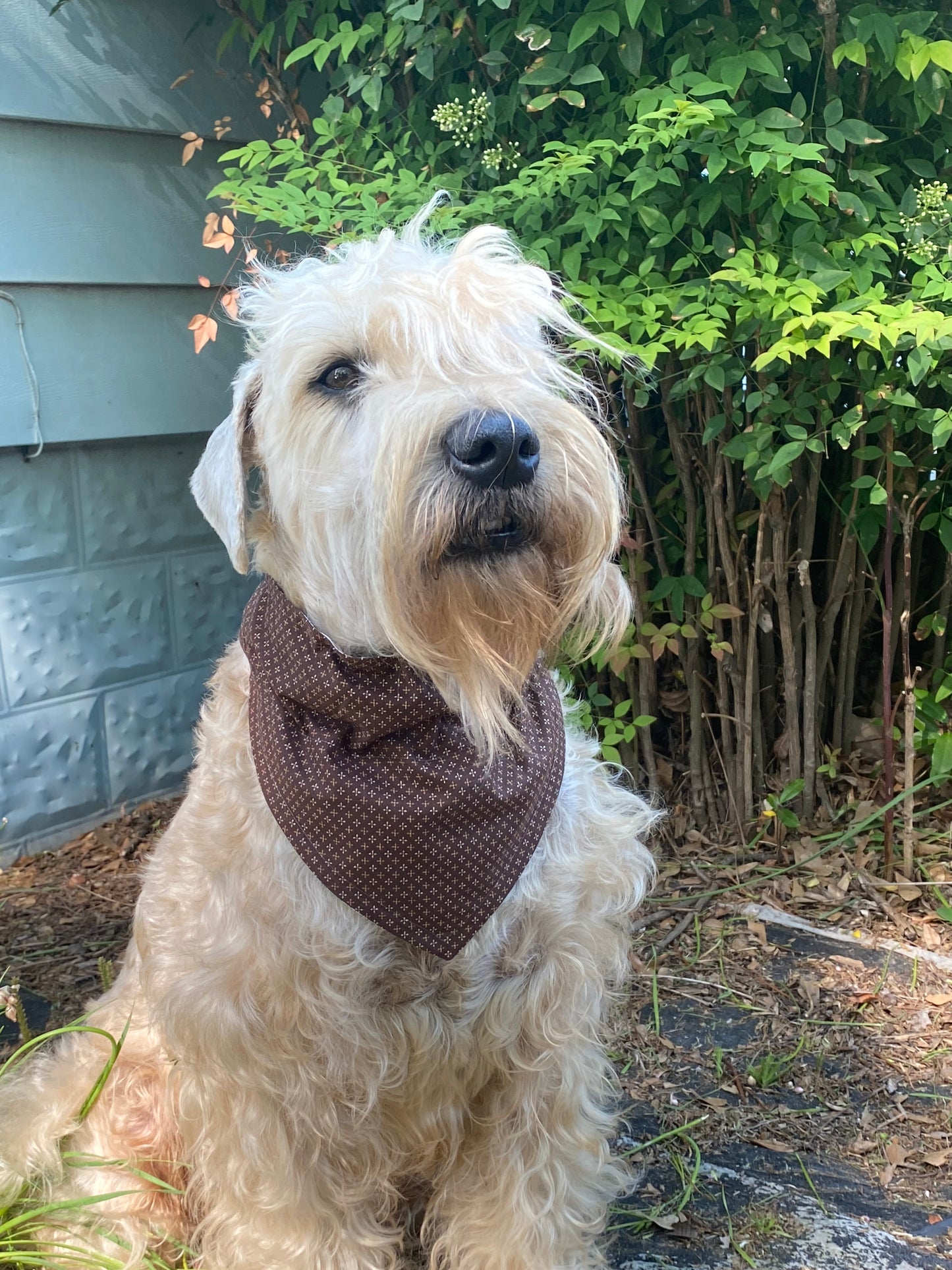 Whimsy's Classic Charm Paisley, Reversible Bandana