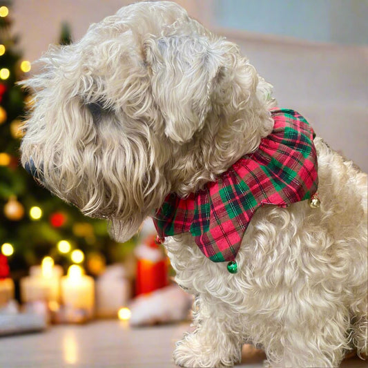 Christmas Jester Collar