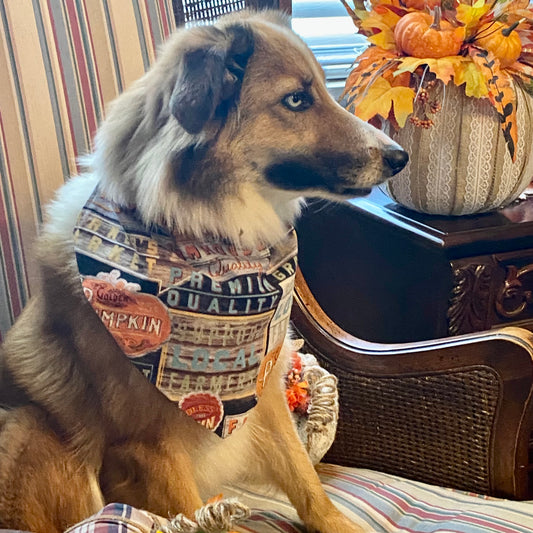 Fall Farm Fresh Pumpkins, Reversible Bandana